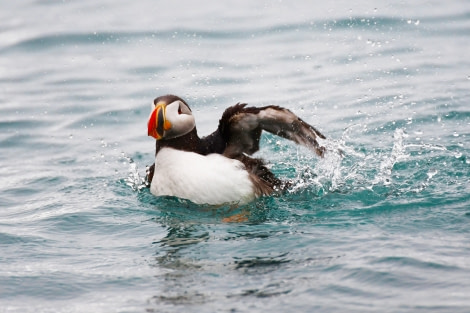 Puffin, Svalbard © Geert Kroes - Oceanwide Expeditions