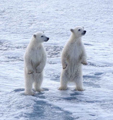 Polar bears, Svalbard, Juli © Nikki Born-Oceanwide Expeditions (2).jpg