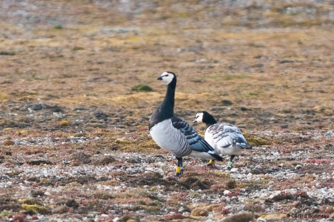 PLA14-17, Day 2 2017-08-21_4_GerardBodineau_BarnacleGeese _Oceanwide Expeditions.jpg