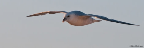 PLA14-17, 2017-08-26_10_GerardBodineau_NorthernFulmar _Oceanwide Expeditions.jpg