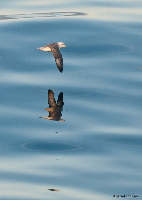 PLA15-17, Day 4 2017-09-01_4_GerardBodineau_NorthernFulmar _Oceanwide Expeditions.jpg