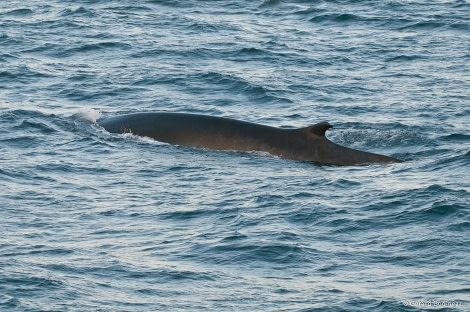 PLA14-17, Day 7 2017-08-26_9_GerardBodineau_FinWhale _Oceanwide Expeditions.jpg