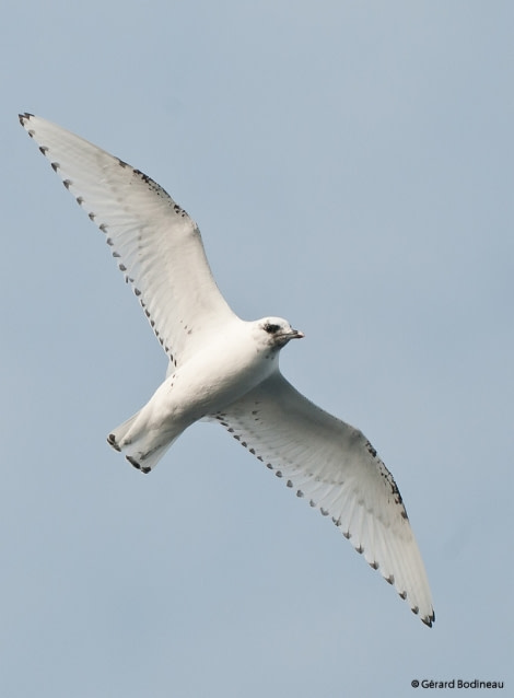 PLA15-17, Day 3 2017-08-31_5_GerardBodineau_IvoryGull _Oceanwide Expeditions.jpg