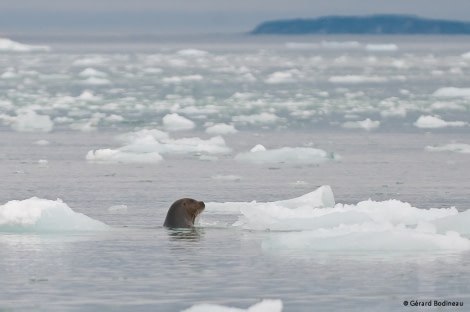 PLA14-17, Day 4 2017-08-23_5_GerardBodineau_BeardedSeal _Oceanwide Expeditions.jpg