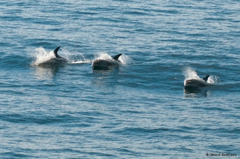 PLA16-17, Day 7 2017-09-17_1_GerardBodineau_Dolphins _Oceanwide Expeditions.jpg