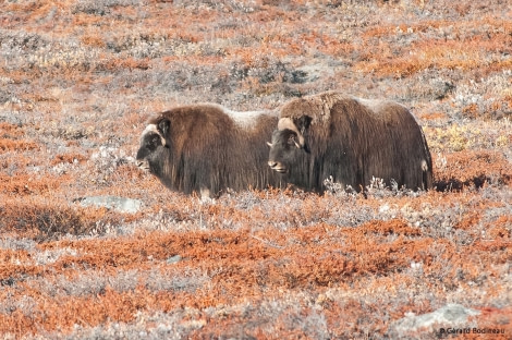 PLA15-17, Day 10 2017-09-07_5_GerardBodineau_Muskoxen _Oceanwide Expeditions.jpg