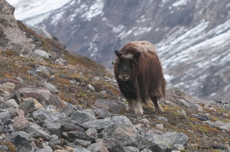 PLA15-17, Day 7 2017-09-04_2_GerardBodineau_Muskox _Oceanwide Expeditions.jpg