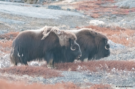 PLA16-17, Day 5 2017-09-15_2_GerardBodineau_Muskox _Oceanwide Expeditions.jpg