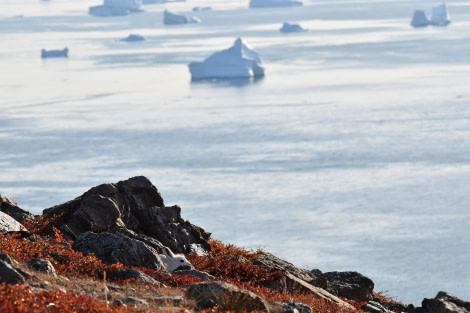 PLA16-17, Day 4 2017-09-14 Åsa Lindgren arctic hare & ice berg _Oceanwide Expeditions.JPG