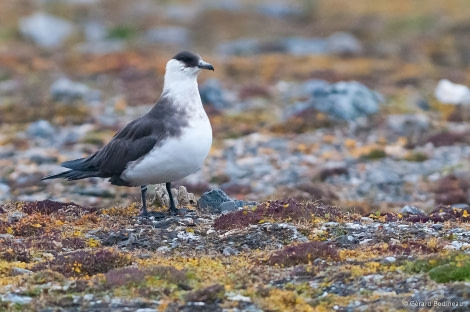 PLA14-17, Day 9 2017-08-28_2_GerardBodineau_ArcticSkua _Oceanwide Expeditions.jpg