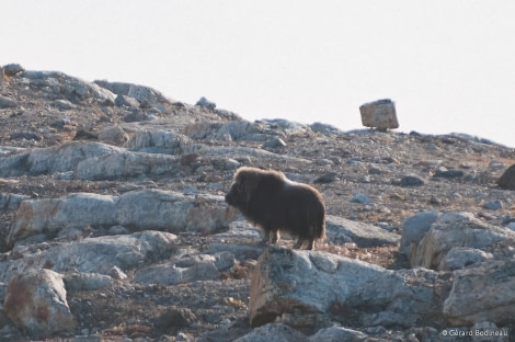 PLA15-17, Day 6 2017-09-03_5_GerardBodineau_Muskox _Oceanwide Expeditions.jpg