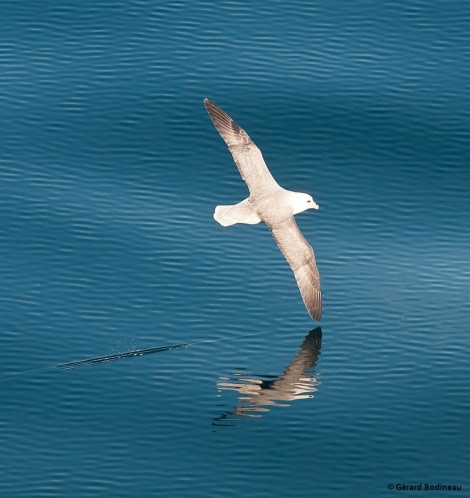 PLA16-17, Day 7 2017-09-17_2_GerardBodineau_NorthernFulmar _Oceanwide Expeditions.jpg