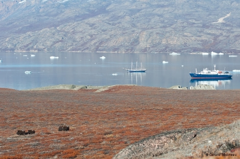 PLA15-17, Day 10 2017-09-07_4_GerardBodineau_MuskoxRembrandtPlancius _Oceanwide Expeditions.jpg