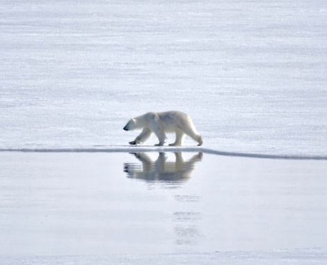 Polar bears, Svalbard, Juli © Nikki Born-Oceanwide Expeditions (1).jpg