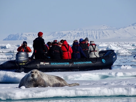 Bearded seal, Zodiac cruising © Nikki Born - Oceanwide Expeditions