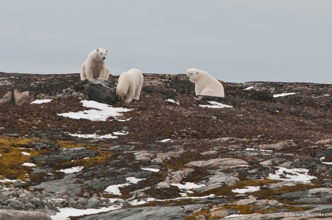 PLA14-17, Day 6 2017-08-25_3_GerardBodineau_MotherAndCubs _Oceanwide Expeditions.jpg