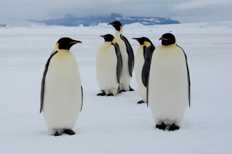 Emperor Penguins, Snow Hill Island, Weddell Sea, Antarctica © James Cresswell, Geo World Travel-Oceanwide Expeditions (3).jpg