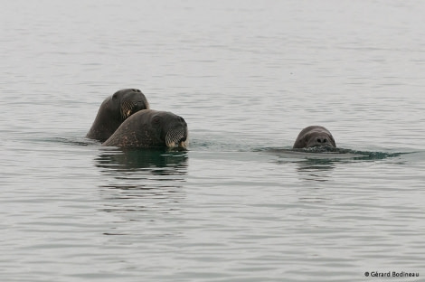 PLA14-17, Day 3 2017-08-22_1_GerardBodineau_Walrus _Oceanwide Expeditions.jpg