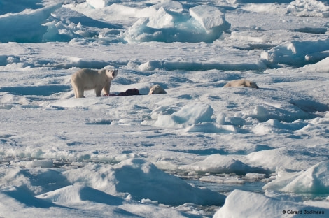 PLA15-17, Day 4 2017-09-01_2_GerardBodineau_PolarBears _Oceanwide Expeditions.jpg