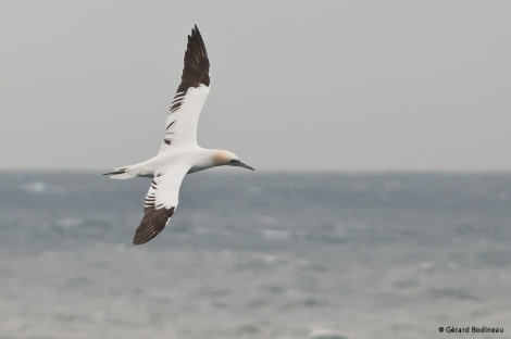 PLA15-17, Day 13 2017-09-10_1_GerardBodineau_NorthernGannet _Oceanwide Expeditions.jpg