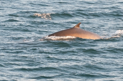 PLA14-17, Day 7 2017-08-26_8_GerardBodineau_MinkeWhale _Oceanwide Expeditions.jpg