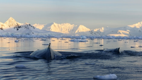 Humback Whale, Wilhelmina Bay, Antarctica, March © Gary Miller-Oceanwide Expeditions (1).jpg