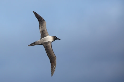 TRIP LOG OTL21-17, BruceRobinson_Light-mantled sooty Albatross_Drake2_© Oceanwide Expeditions.JPG