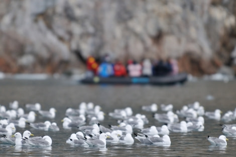 Kittiwake, Greenland, May © Arno Luft-Oceanwide Expeditions (1).jpg