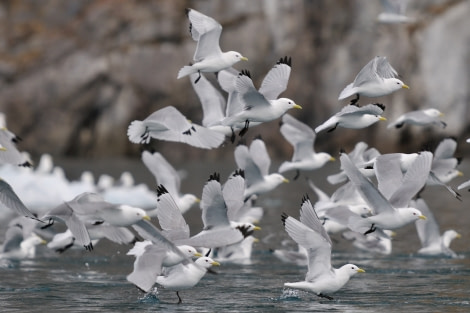 Kittiwake, Greenland, May © Arno Luft-Oceanwide Expeditions (2).jpg