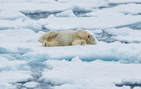 North Spitsbergen Polar Bear Special, June © Markus Eichenberger-Oceanwide Expeditions (49).jpg