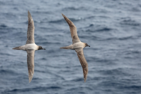 TRIP LOG OTL21-17, BruceRobinson_Light-mantled sooty Albatross_Drake_© Oceanwide Expeditions.JPG
