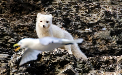 Polar fox watching kittiwake © Simone Flörke - Oceanwide Expeditions.JPG