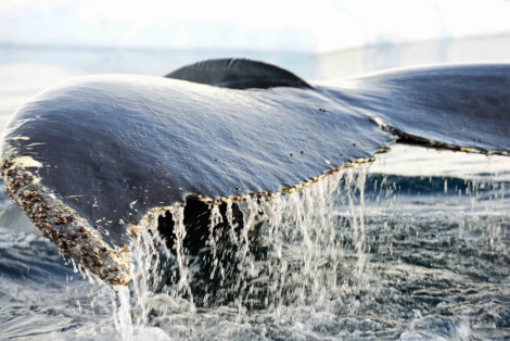 Humback Whale, Wilhelmina Bay, Antarctica, March © Gary Miller-Oceanwide Expeditions (2).jpg