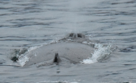 PLA17-17, Day 1 Åsa Lindgren 20170918 5 humpback _Oceanwide Expeditions.JPG