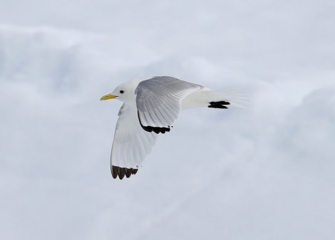 PLA07-17, 170623 SaraJenner Kittiwake - Oceanwide Expeditions.jpg