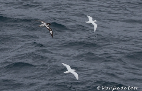 PLA22-17,SNow petrels_Marijke de Boer_20171115-IMG_8437_edit_© Oceanwide Expeditions.jpg