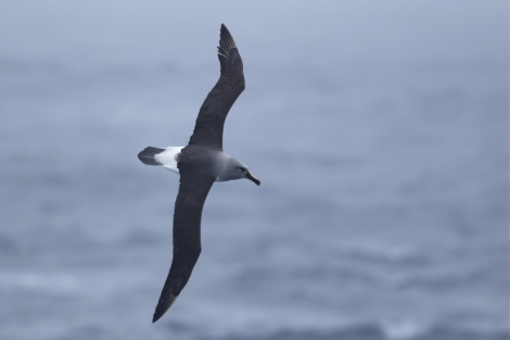 TRIP LOG OTL21-17, Day 2 gray headed_© Oceanwide Expeditions.png