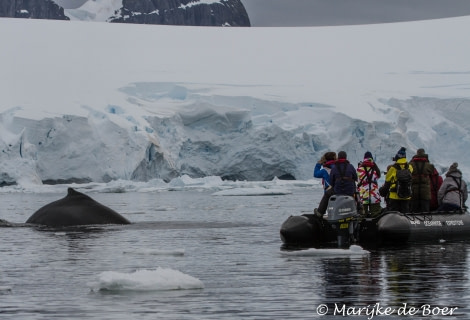 PLA23-17, Day 15 Humpback whale_20171213-IMG_3052_Marijke de Boer_© Oceanwide Expeditions.jpg