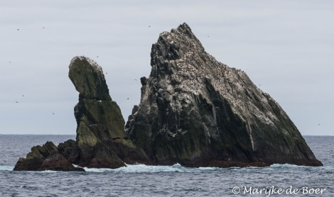 PLA22-17,Shag Rock_Marijke de Boer_20171115-IMG_8468_edit_© Oceanwide Expeditions.jpg