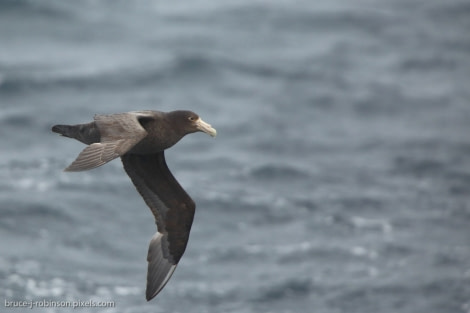 OTL23A-17,OTL23 log Day2 Bruce Robinson_© Oceanwide Expeditions.jpg