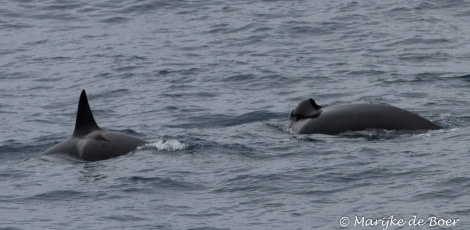 PLA22-17,Orca_Marjke de boer_20171115-IMG_8282_edit_© Oceanwide Expeditions.jpg