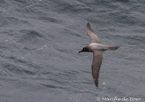 PLA22-17,Light-mantled Sooty Albatross_20171127-IMG_0677_Marijke de Boer_© Oceanwide Expeditions.jpg