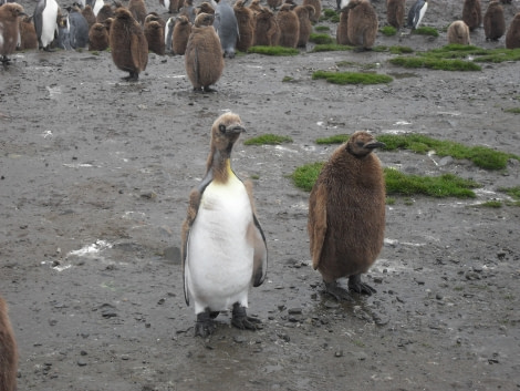 PLA23-17, Day 9 SDC19792_© Oceanwide Expeditions.JPG