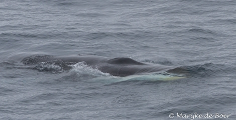 PLA23-17, Day 13 Fin whale_20171211-IMG_2411_Marijke de Boer_© Oceanwide Expeditions.jpg