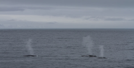 PLA23-17, Day 13 Fin whale_20171211-IMG_2391_Marijke de Boer_© Oceanwide Expeditions.jpg