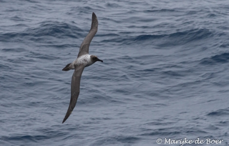 PLA23-17, Day 5 20171203-IMG_1611_Marijke de Boer_© Oceanwide Expeditions.jpg