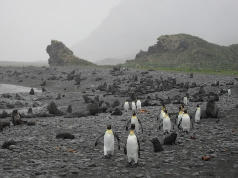 PLA23-17, Day 9 SDC19780_© Oceanwide Expeditions.JPG