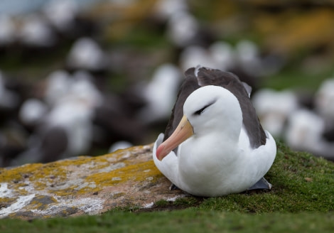 Saunders Islands, Black-browed albatross. Marijke de Boer_© Oceanwide Expeditions.jpg