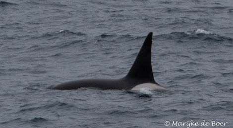 PLA22-17,Orca_Marijek de Boer_20171115-IMG_8174_edit_© Oceanwide Expeditions.jpg