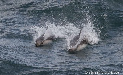 PLA22-17,Peale's dolphin_Marijke de Boer_20171111-IMG_7103_edit_© Oceanwide Expeditions.jpg